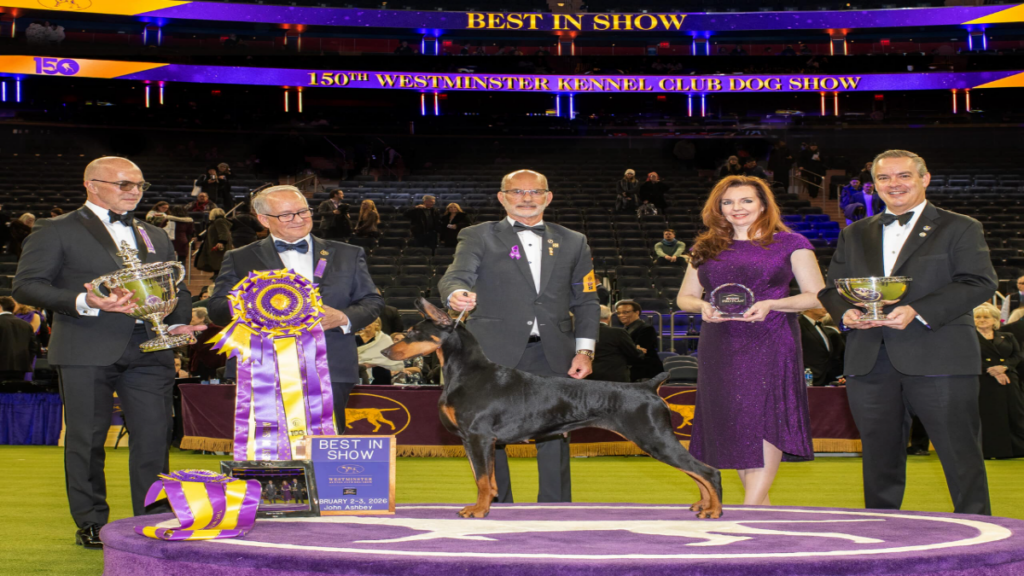 Penny the Doberman wins Best in Show at the 150th Westminster dog show with handler Andy Linton