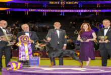Penny the Doberman wins Best in Show at the 150th Westminster dog show with handler Andy Linton