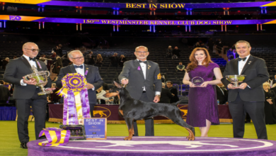 Penny the Doberman wins Best in Show at the 150th Westminster dog show with handler Andy Linton