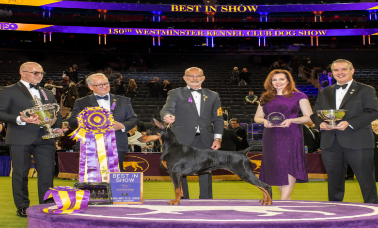 Penny the Doberman wins Best in Show at the 150th Westminster dog show with handler Andy Linton
